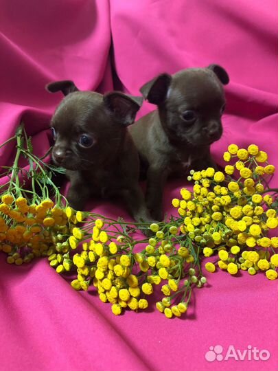 Щенки чихуахуа мальчики