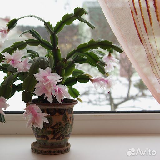 Комнатные цветы