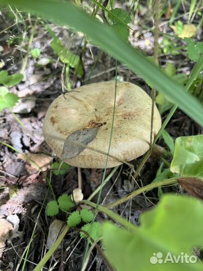 Грибы свежие