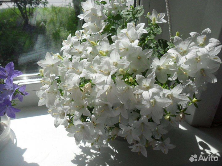 Кампанула (невеста, любовник)
