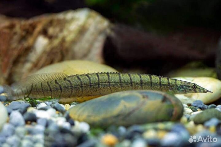 Рыбки аквариумные