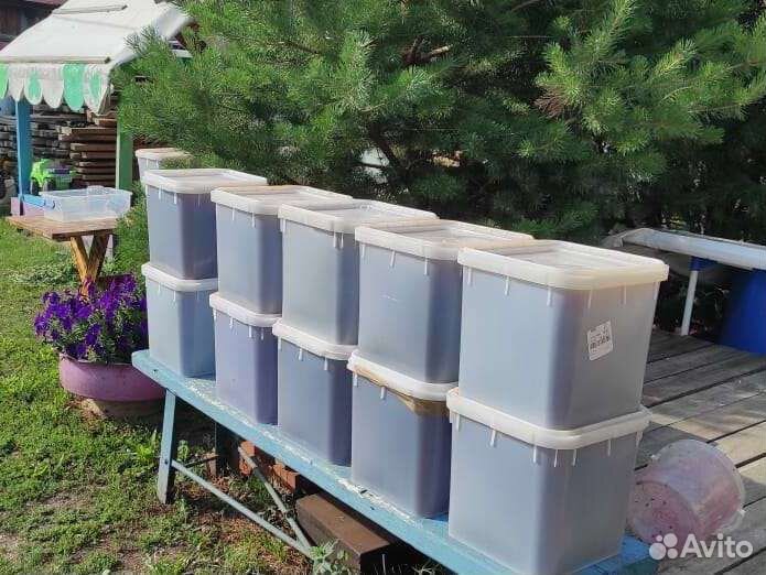 Мед Алтайский