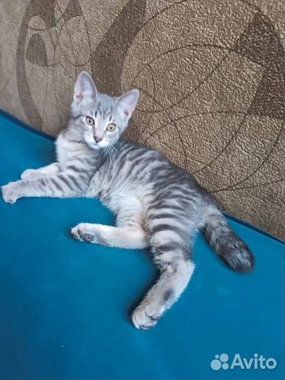 Отдам кошку