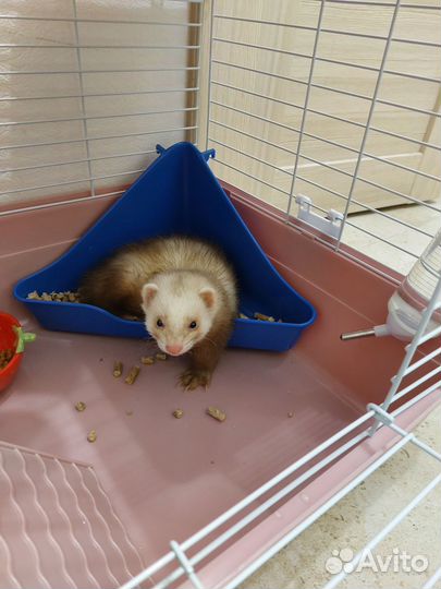 Хорек с клеткой