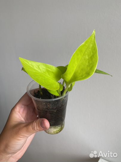 Сциндапсус неон, Филодендрон сильвер квин