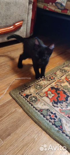 Черный котенок