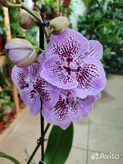 Крупноцветковый биг лип