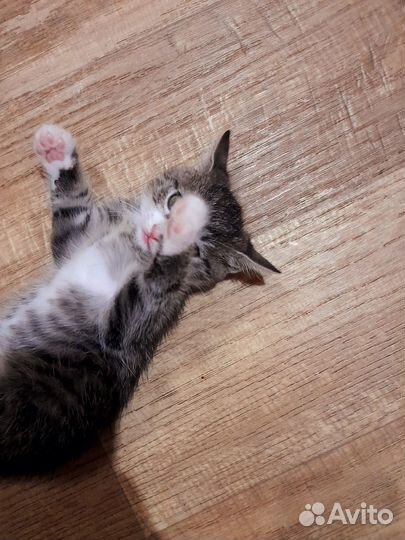 Котёнок бесплатно в добрые руки