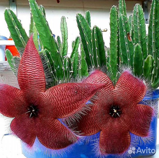 Красавица Стапелия