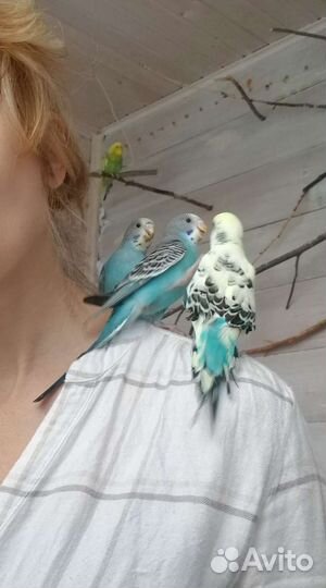 Птенцы волнистых попугаев, 1 месяц