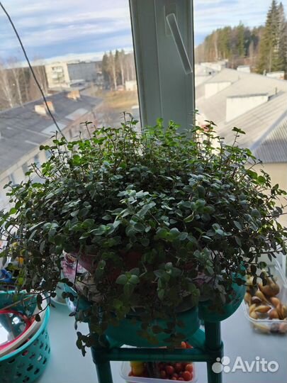 Отводки цветка