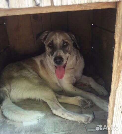 Добрая собака ищет дом