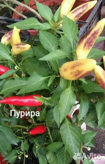 В продаже семена среднерослого острого перца