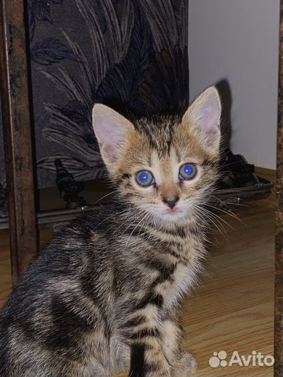 Котята в добрые руки бесплатно