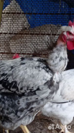 Молодые петухи