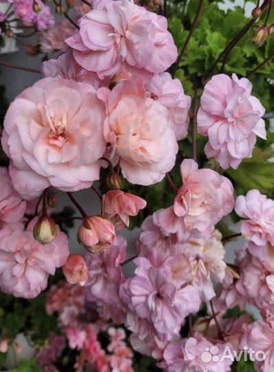 Леона Галактика Пеларгония Герань