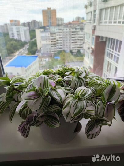 Традесканция белоцветковая