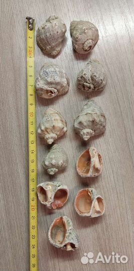 Морские ракушки(за все)