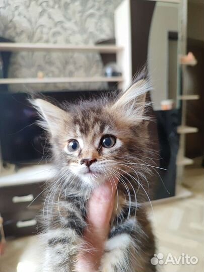 Котята мейн-кун