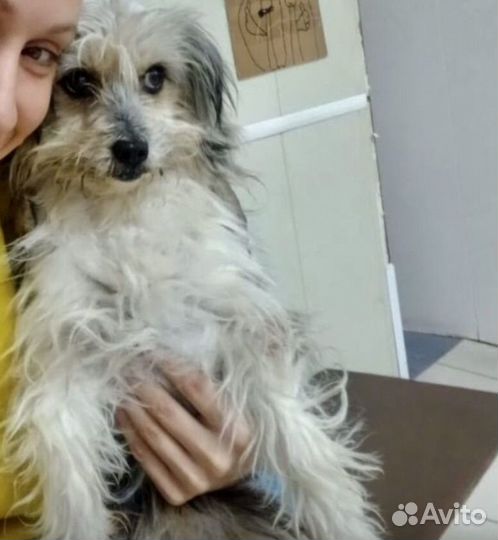 Собаки в беде в добрые руки