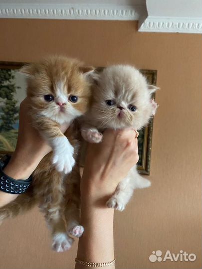 Котята экзоты