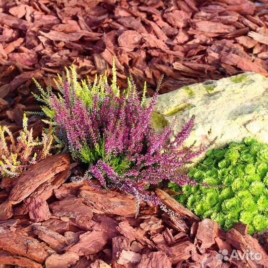 Кора сосны и лиственницы Сибирской разных фракций