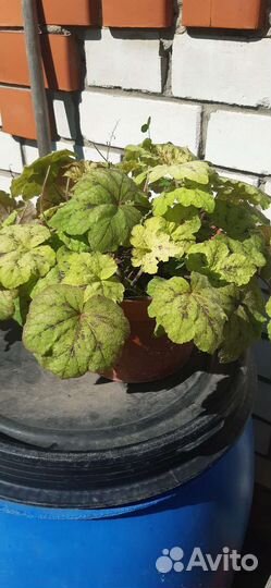 Саженцы гейхеры