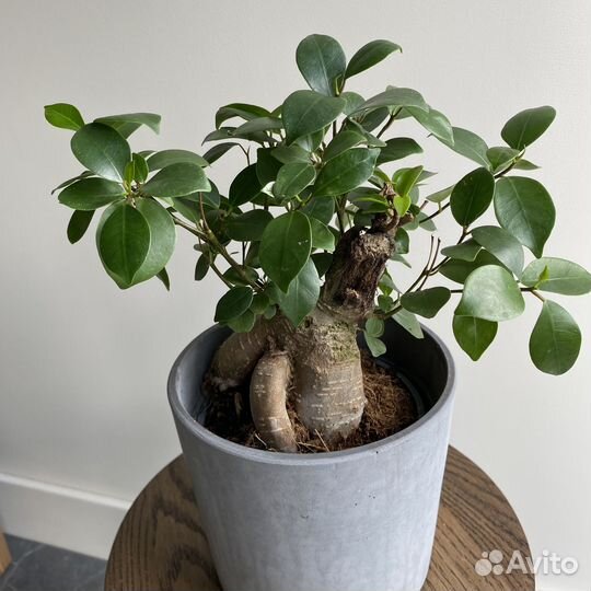 Фикус микрокарпа Гинсенг (microcarpa Ginseng)