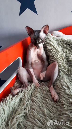 Зооняня для Ваших хвостиков