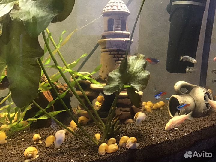 Улитки аквариумные ампулярии