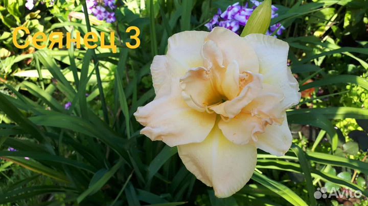 Лилейники Коллекционные