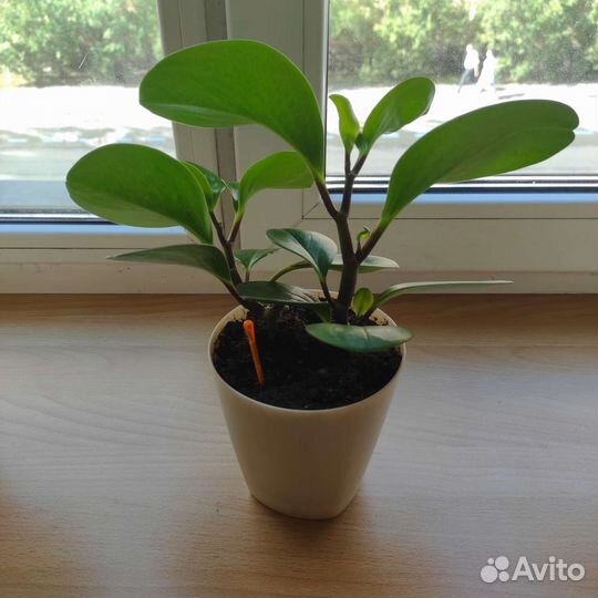 Пеперомия туполистная