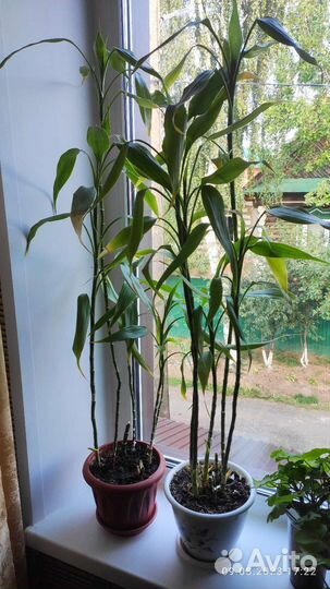 Драцена сандера 