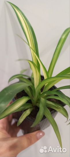 Хлорофитум Гавайский паук