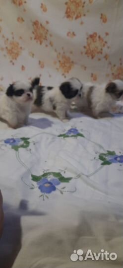 Собаки щенки мини