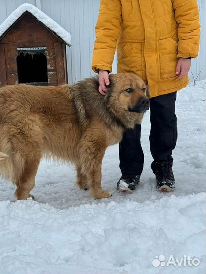 Кавказская овчарка
