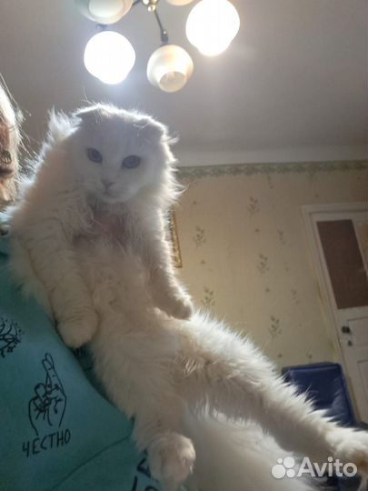 Турецкая ангора
