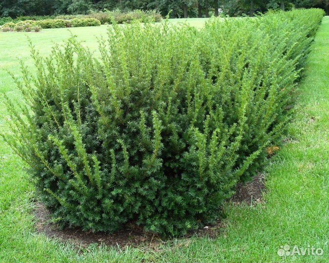 Тис средний Хикси, морозостойкий