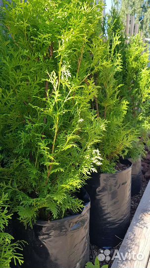 Туя колумна