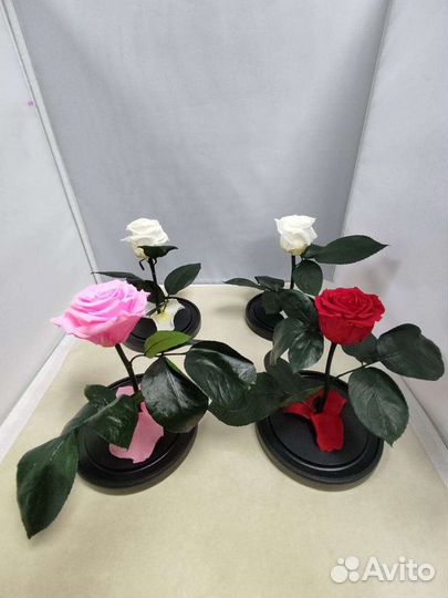Роза в колбе оптом и в розницу