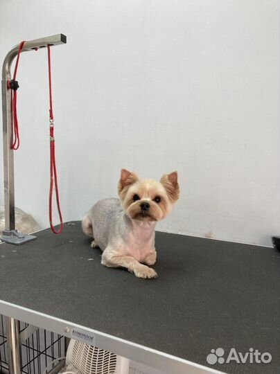 Стрижка и груминг собак и кошек