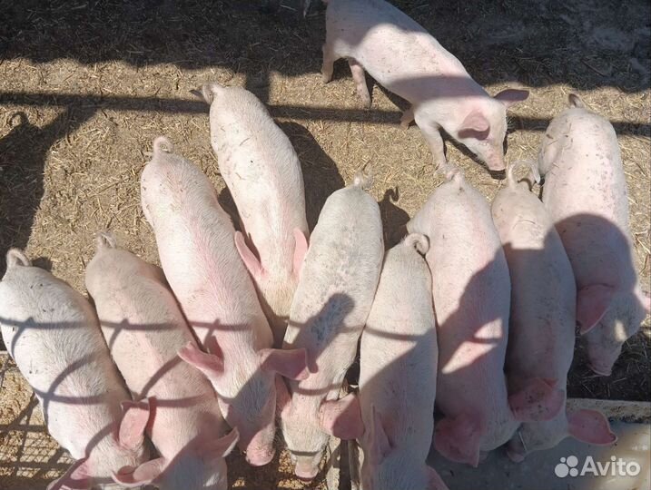 Поросята