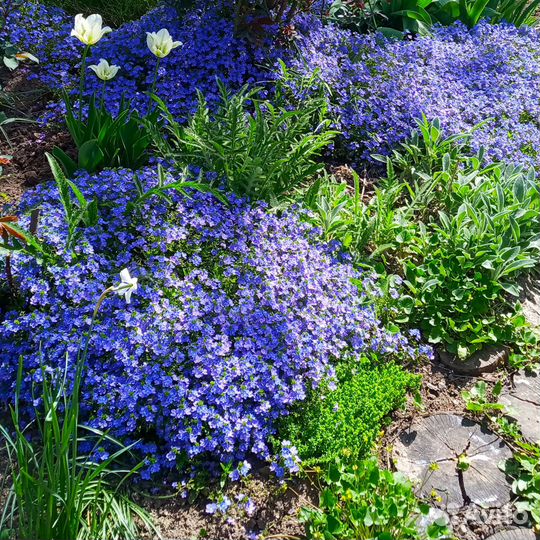 Обриета почвопокровный многолетний цветок, саженцы