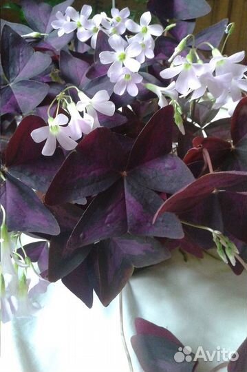 Оксалис Кислица, Пеперомия, Сеткреазия