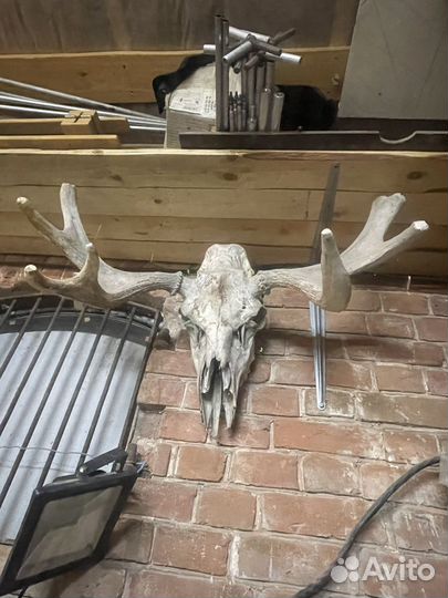 Рога косули лося