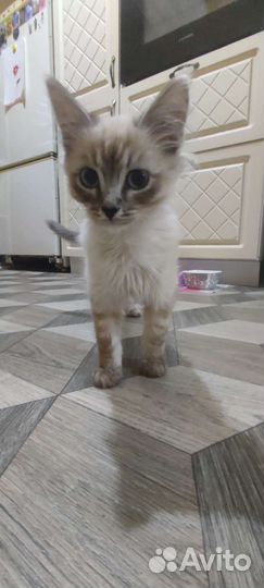 Невский маскарадный кот
