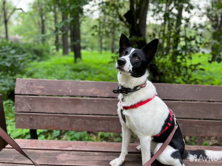 Собака в добрые руки