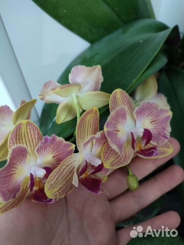 Орхидея бабочка от SON YA