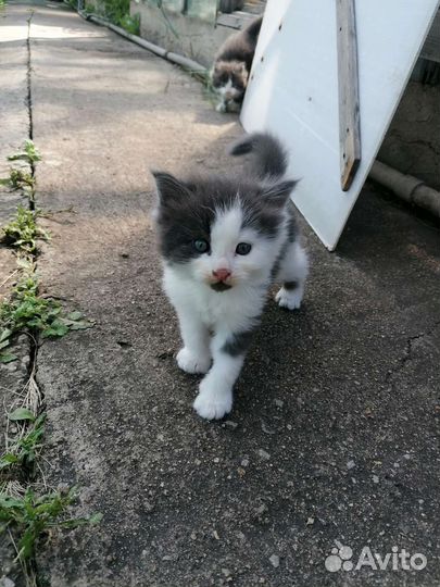 Котята мейн-кун
