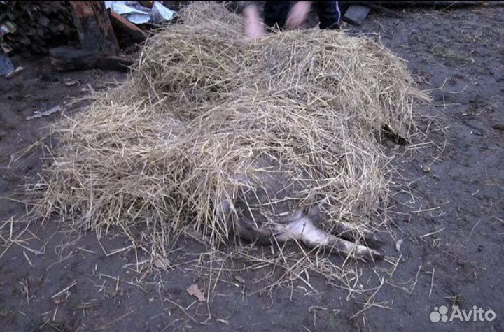 Свинина домашняя